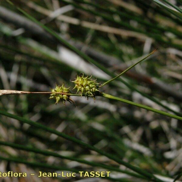 Carex lepidocarpa Květ