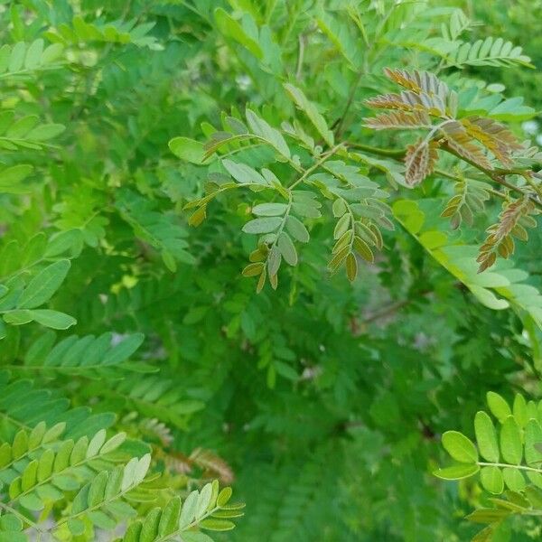 Gleditsia triacanthos Leaf