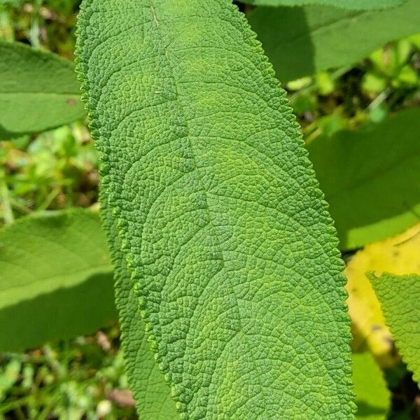 Lepechinia vesiculosa Liść