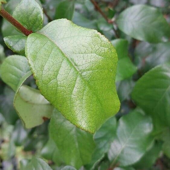 Chaenomeles x superba Leaf