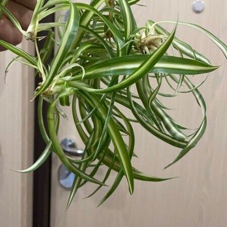 Chlorophytum comosum Leaf