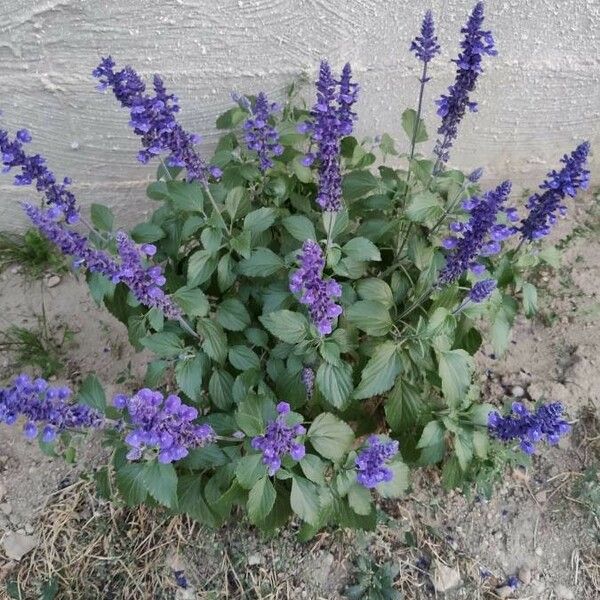 Salvia farinacea Kvet