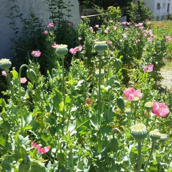 Papaver somniferum Fruchs