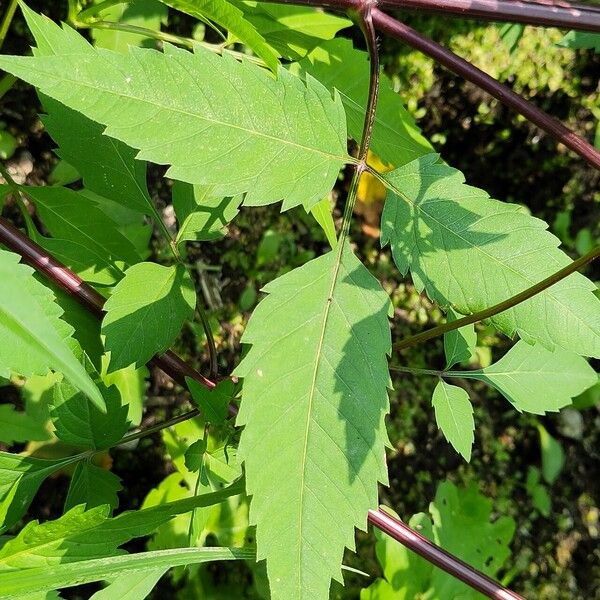 Bidens frondosa ഇല