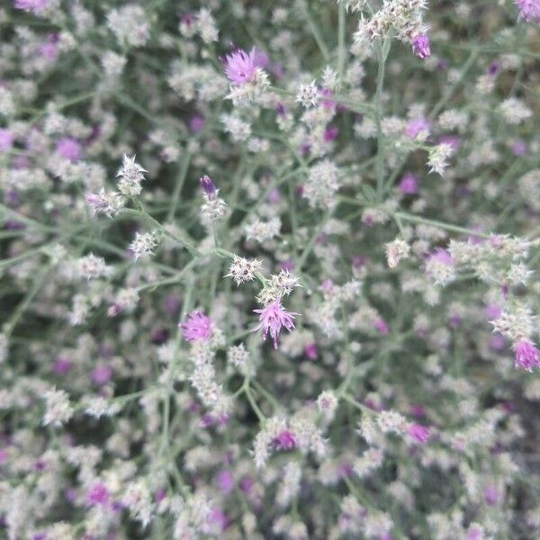 Centaurea virgata Kvet