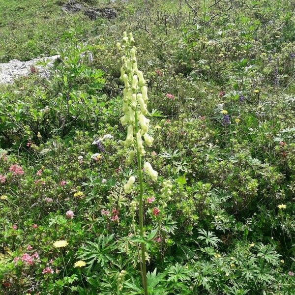 Aconitum vulparia Fleur