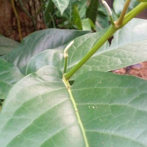 Piper arboreum Floare