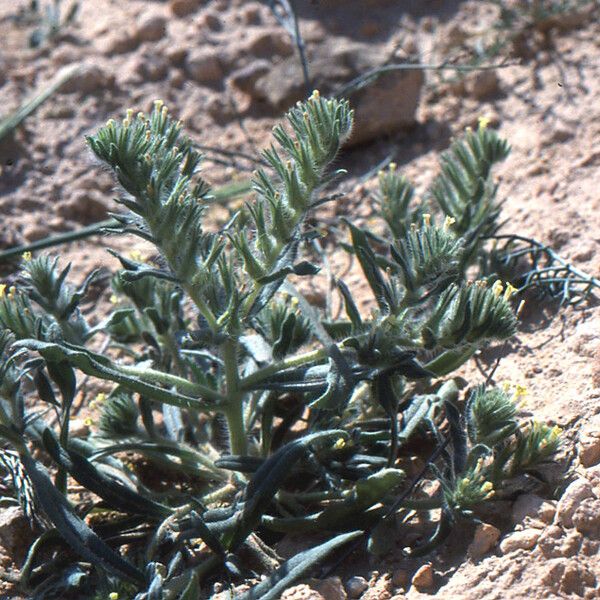 Arnebia decumbens