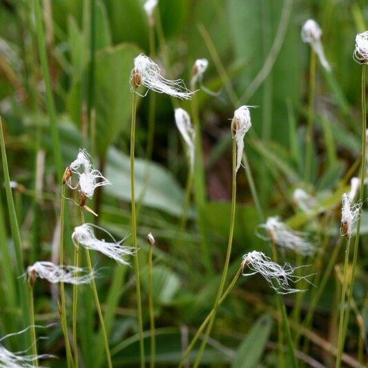 Trichophorum alpinum عادت