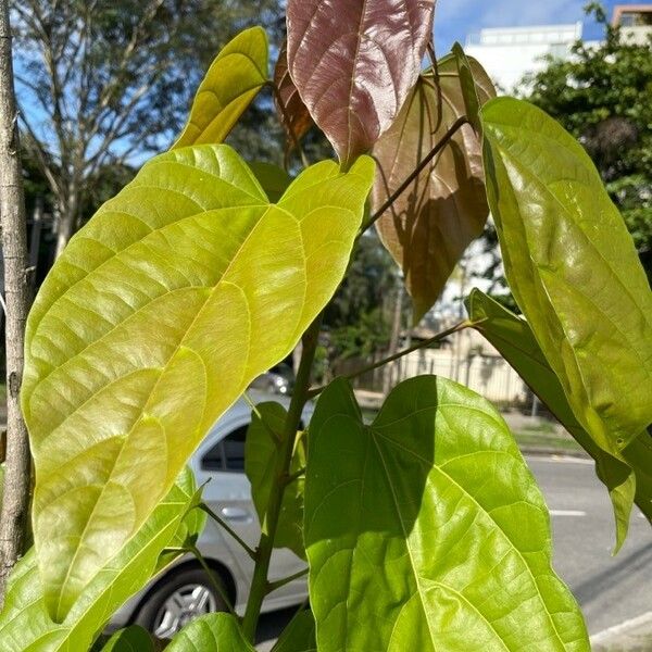 Bixa orellana Leaf