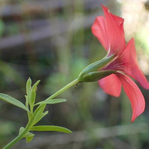 Linum grandiflorum Habit