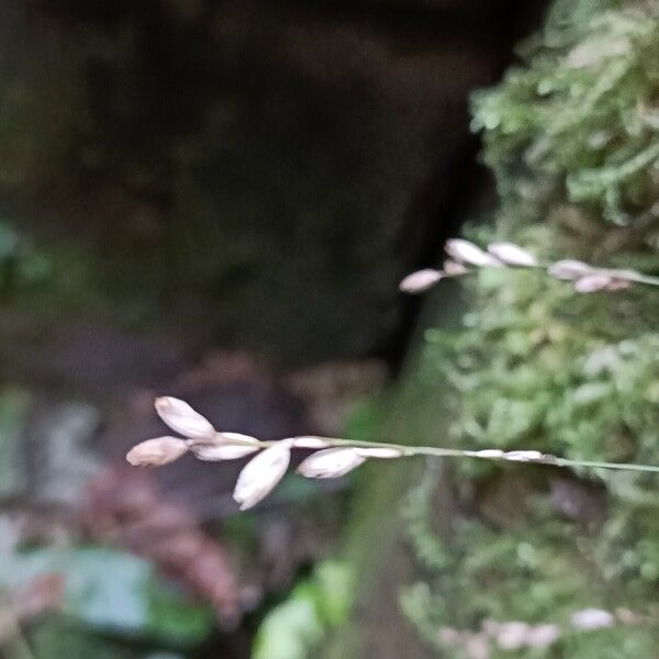 Melica uniflora Flor