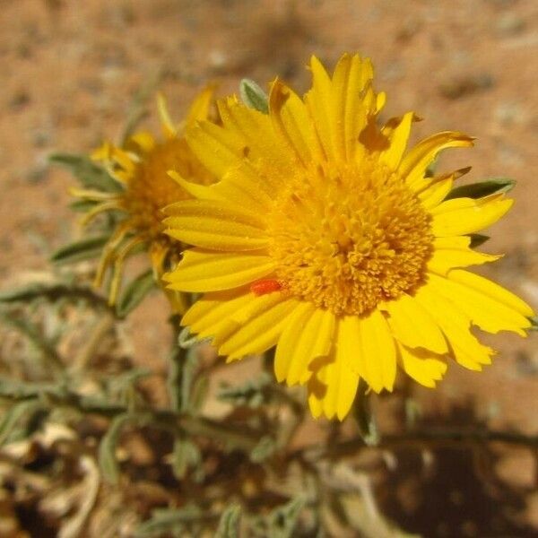 Asteriscus graveolens Flower