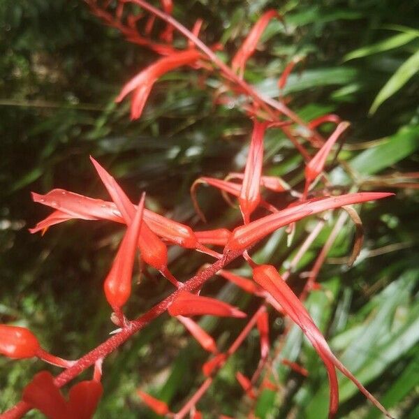 Pitcairnia angustifolia Cvet