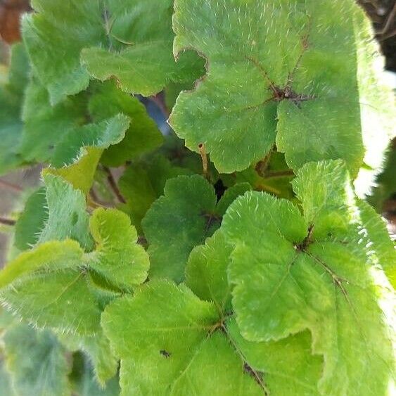 Tiarella cordifolia Yaprak