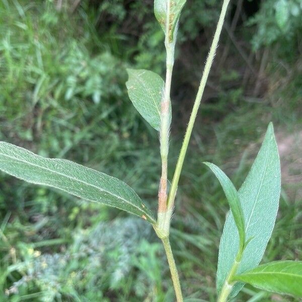 Persicaria lapathifolia Folla