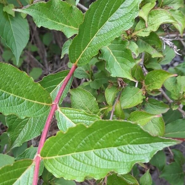 Weigela florida Fuelha