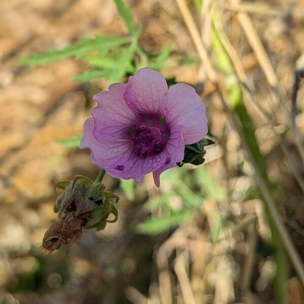 Althaea cannabina Virág