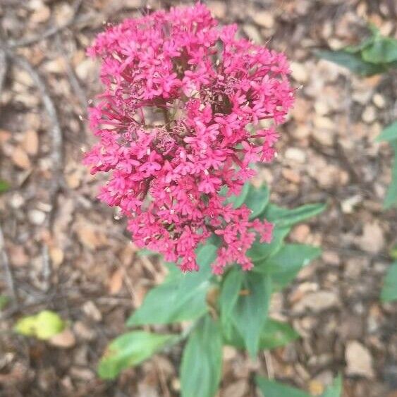 Valeriana rubra Žiedas