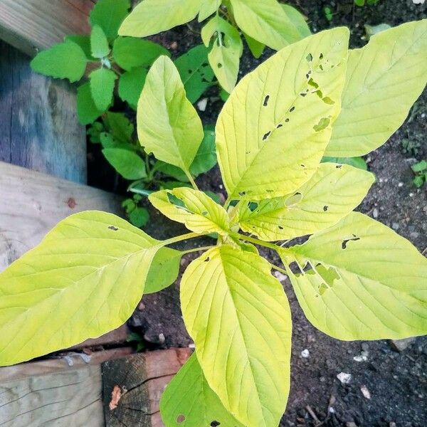 Amaranthus spinosus पत्ता