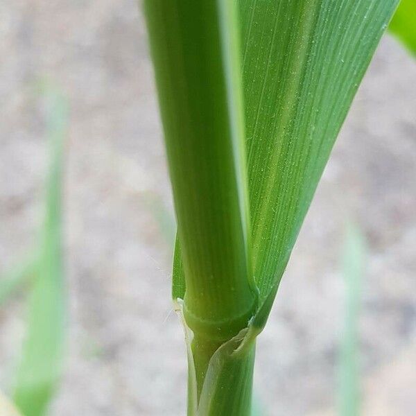 Avena sativa बार्क (छाल)