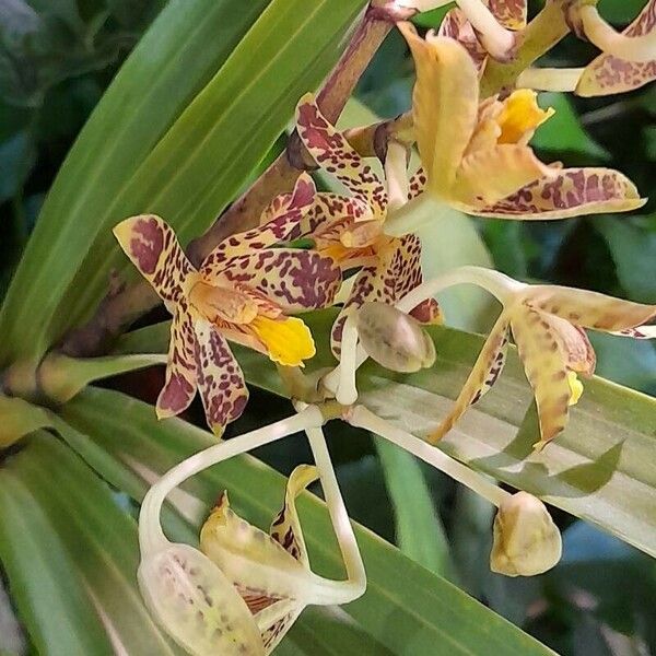 Ansellia africana Flower