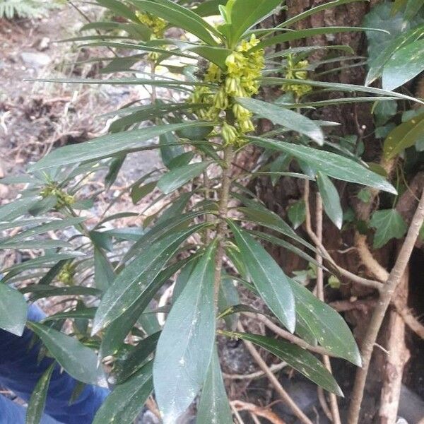 Daphne laureola Folha