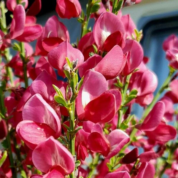 Chamaecytisus purpureus Цветок