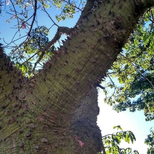 Bombax ceiba Koor