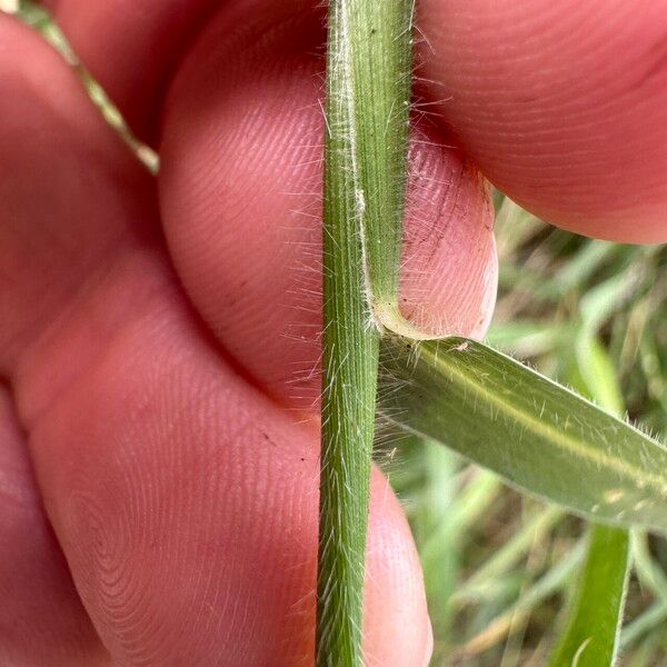 Urochloa eminii Leht