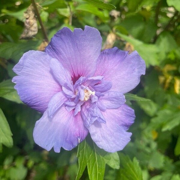 Hibiscus syriacus Flors