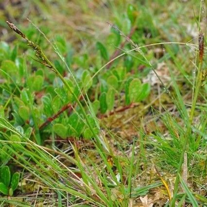 Carex vaginata অভ্যাস