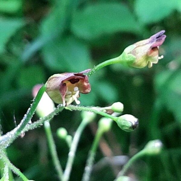 Scrophularia nodosa Flower