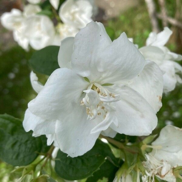 Philadelphus × virginalis 花