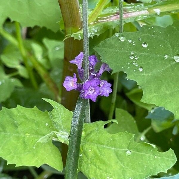 Verbena rigida Flower