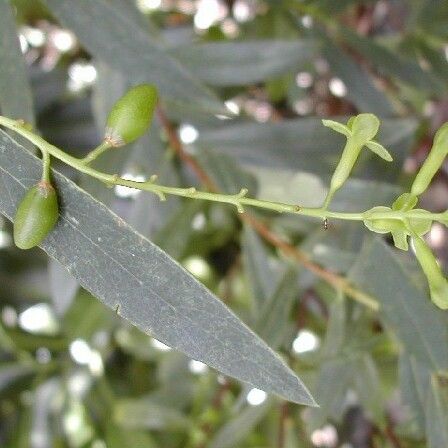 Wikstroemia indica Habit