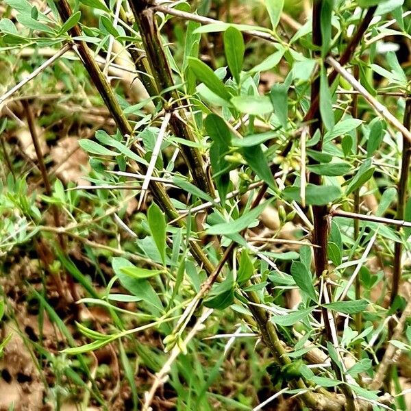 Caragana halodendron Leaf