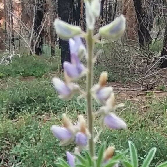 Lupinus sericeus Virág