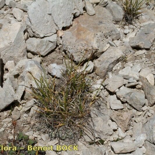 Carex glacialis Habitatea