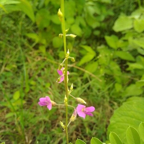 Tephrosia purpurea Flower