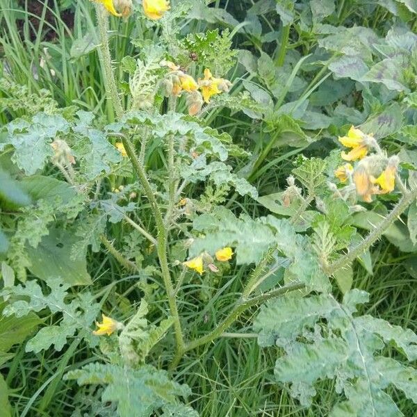 Solanum rostratum 花