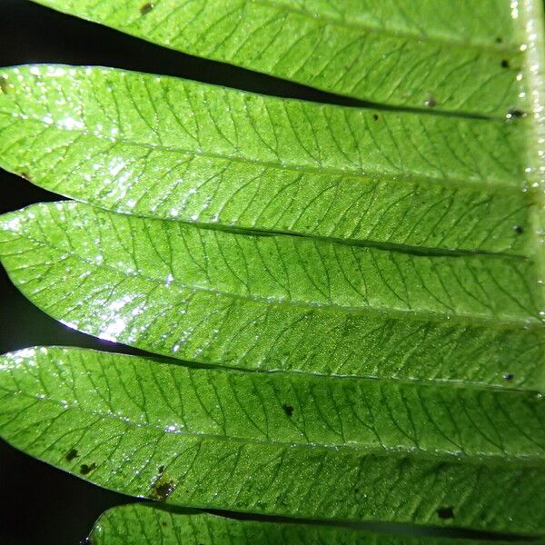 Pteris catoptera Folla