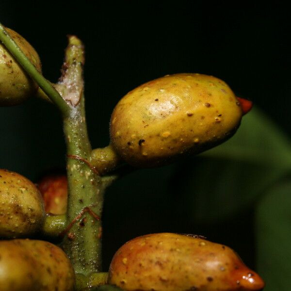 Ficus hesperidiiformis Fruit