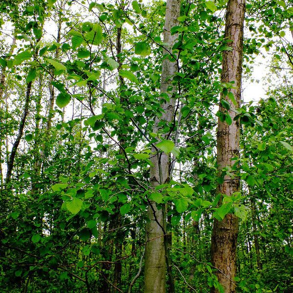 Alnus incana Habitus