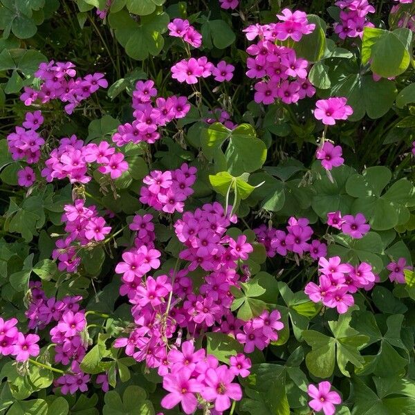 Oxalis debilis ফুল