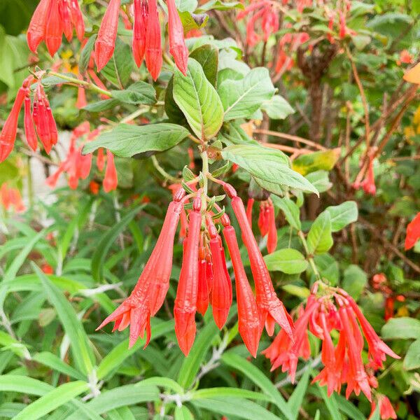 Fuchsia triphylla Kwiat