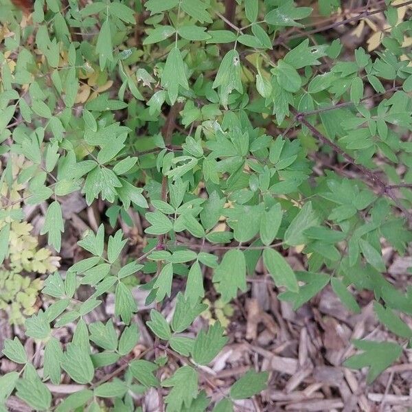 Thalictrum minus Folha