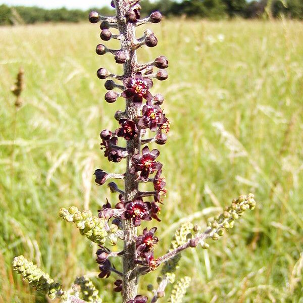 Veratrum nigrum Kvet