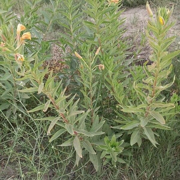 Oenothera villosa Habit