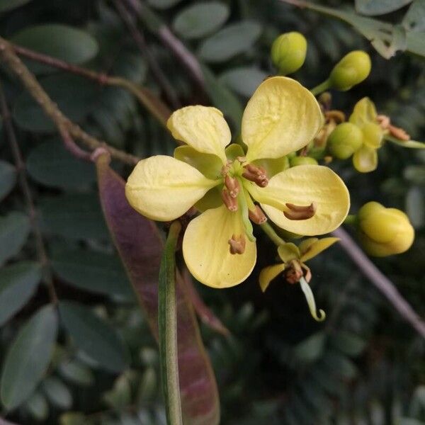 Senna siamea Flor